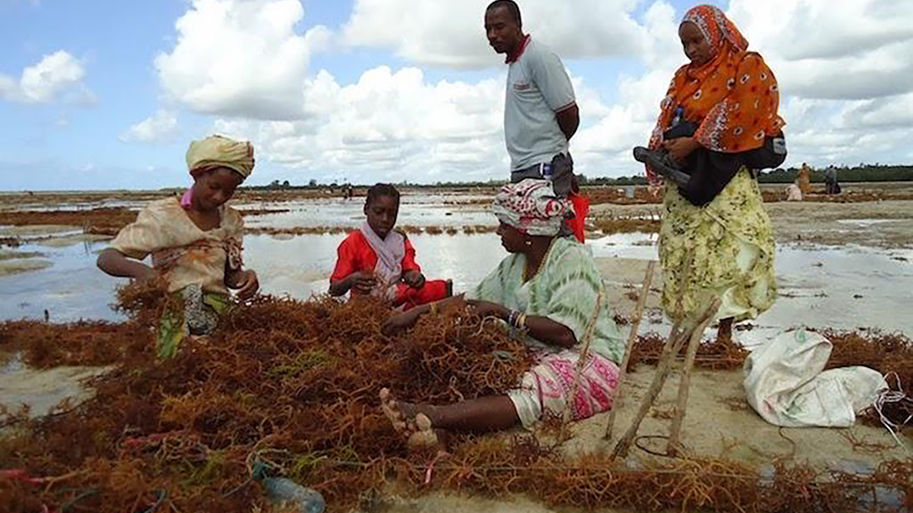 Seaweeds Farming